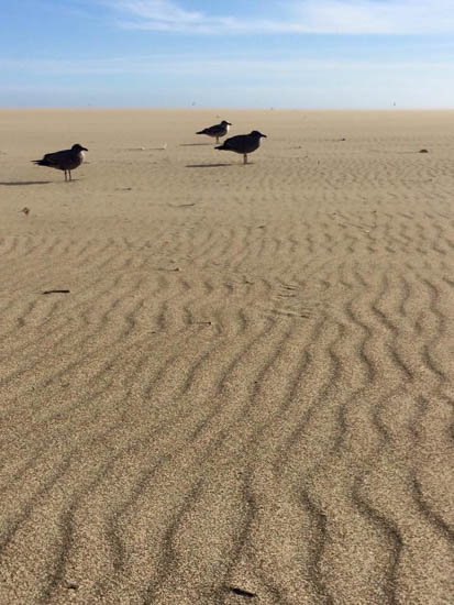 Ocean Beach by Kacey Carmassi